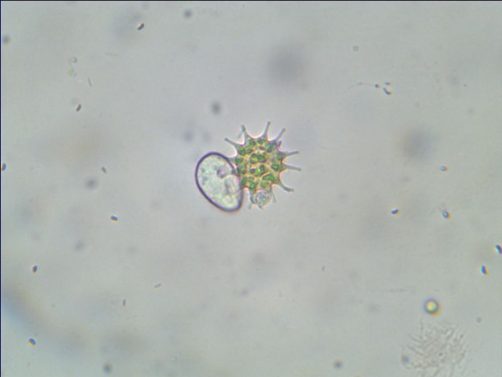 Chi sa dirmi di cosa si tratta?